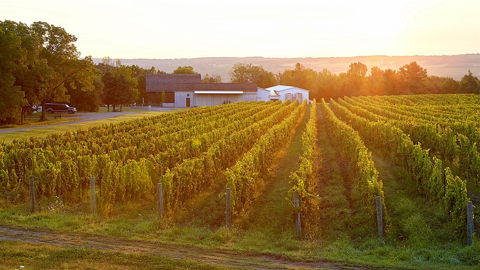 Sunlight on the HJW Vineyard, which is being farmed biodynamically